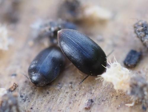 Nycteus meridionalis